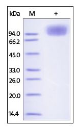 Human CD68, Fc Tag on SDS-PAGE under reducing (R) condition. The gel was stained overnight with Coomassie Blue. The purity of the protein is greater than 95%.